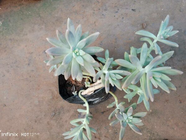 plantes vertes d'intérieur