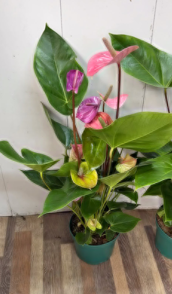 необычные Антуриумы гиганты