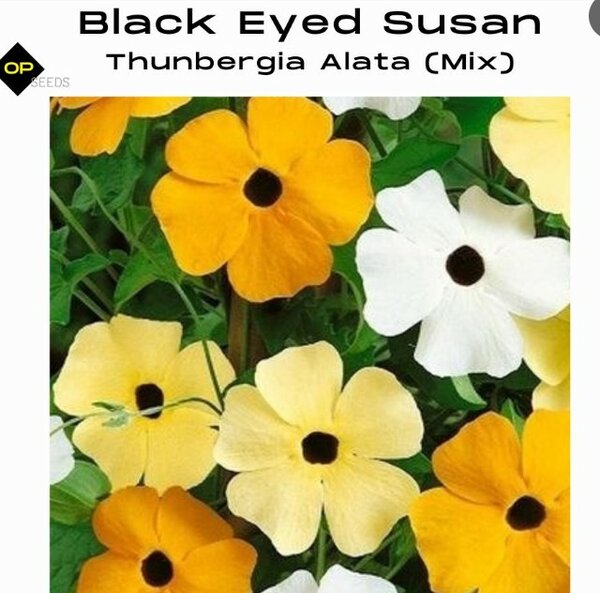 Black Eeyed Susan Vine Seeds, Thunbergia Alata (Mix)