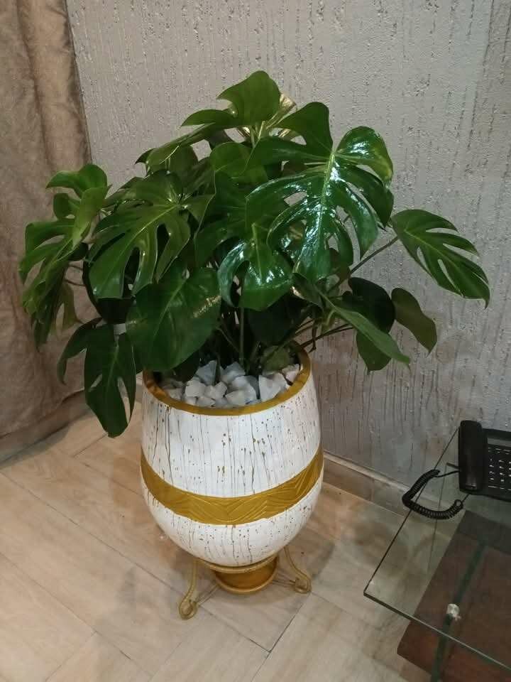 Plants Flower Pots and Fertilizers for Sale