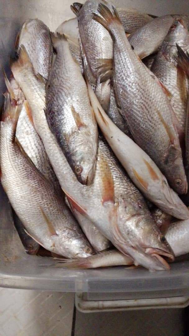 Sossos bien frais pêche locale