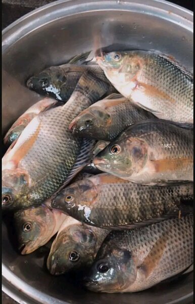 Carpe eau douce au kilo