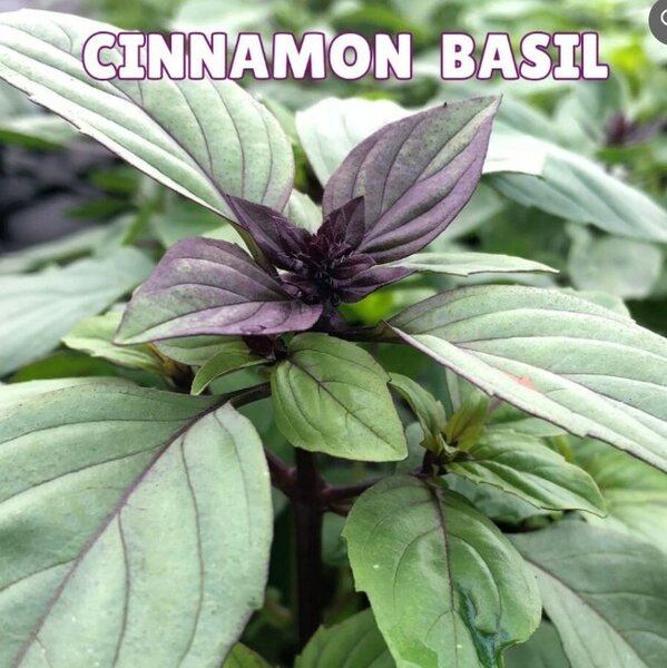 Cinnamon Basil Seeds