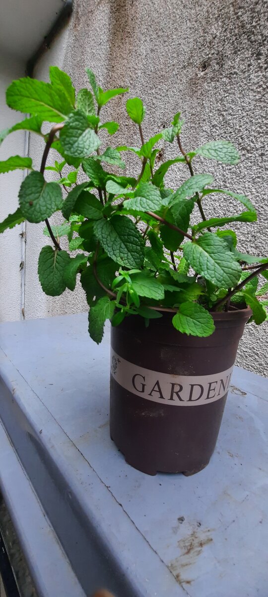 La menthe française