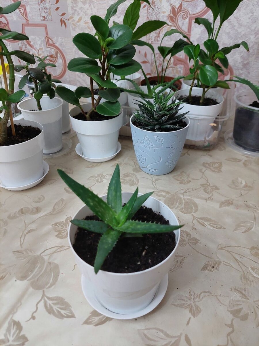 Пеперомия туполистная, Алое, Спатифиллум(женское счастье),