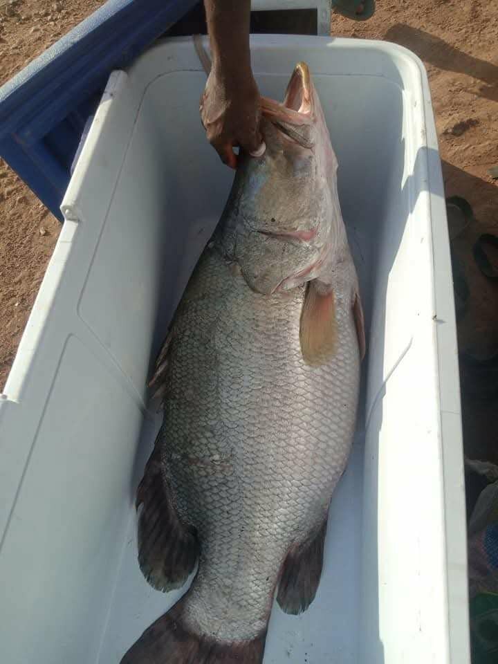 Poisson capitaine d'eau douce