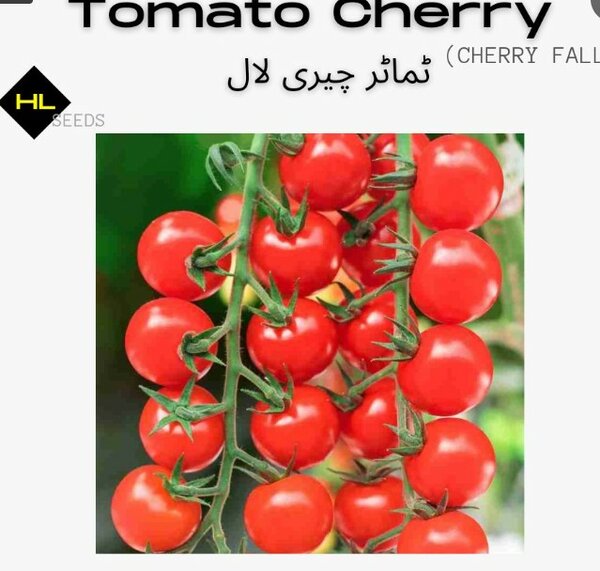 Cherry Tomato Red 