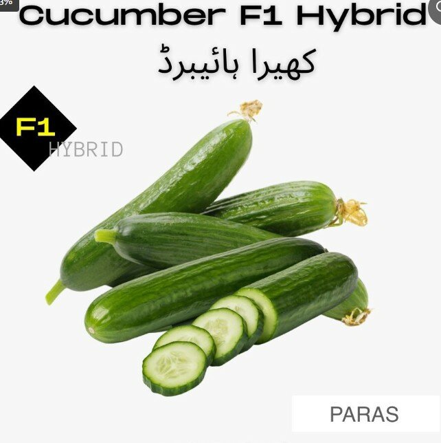 Cucumber, F1 Hybrid (PARAS) High Yeild Partheno Variety کھیرا ہائیبرڈ پارس