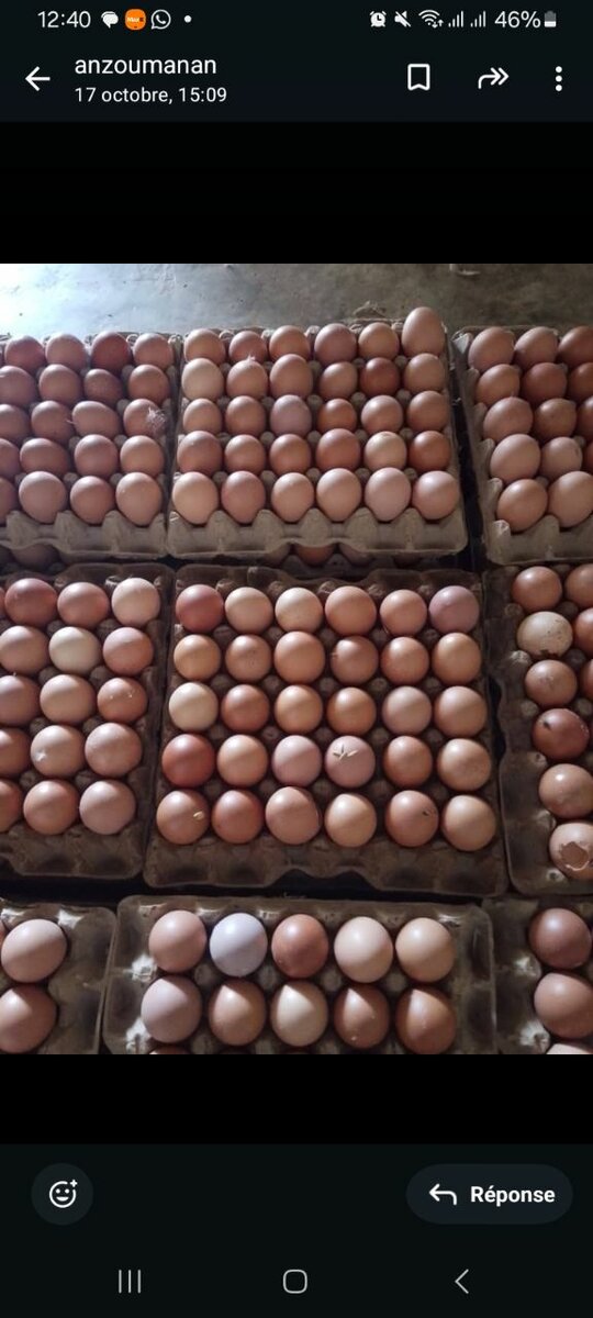 Œufs de COTE D'IVOIRE