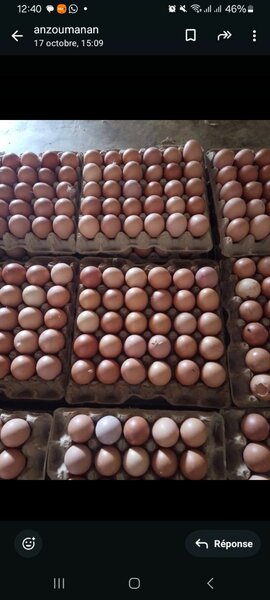 Œufs de COTE D'IVOIRE