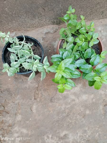 plantes vertes d'intérieur