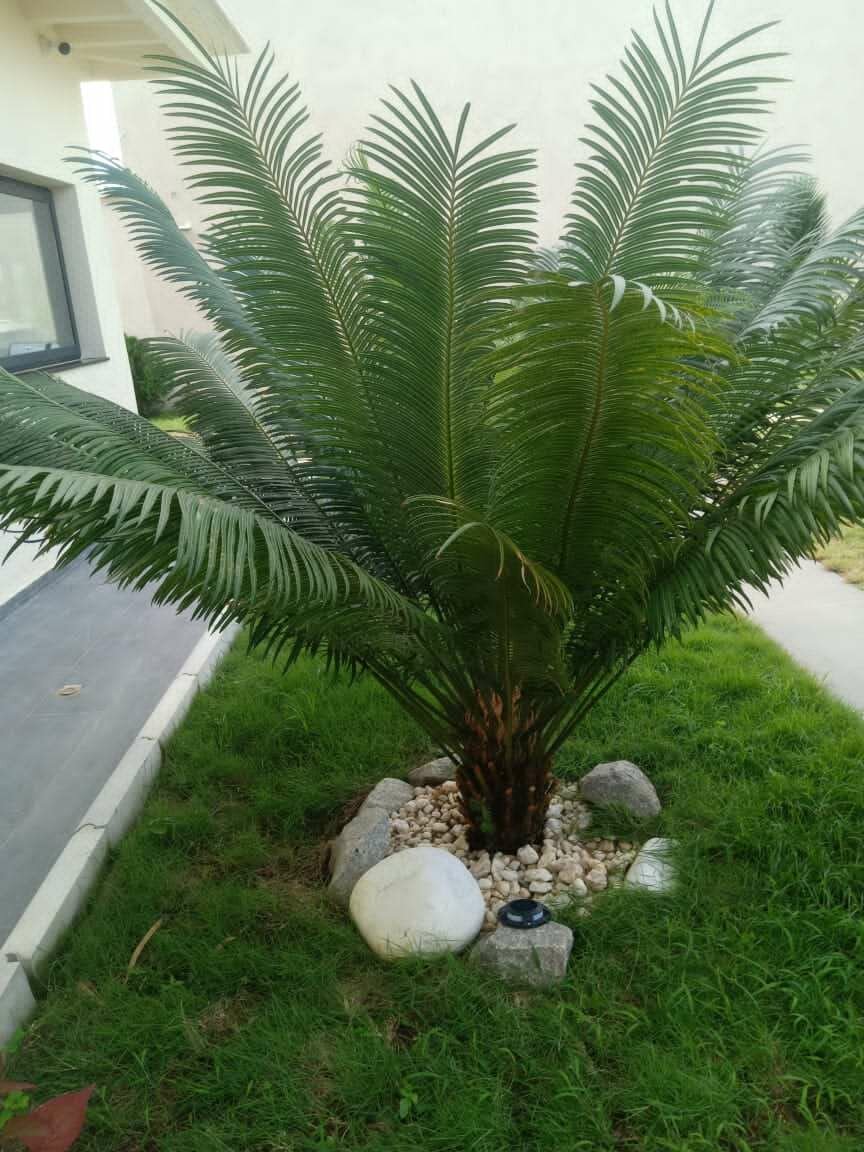 Palmier décoratif jardin