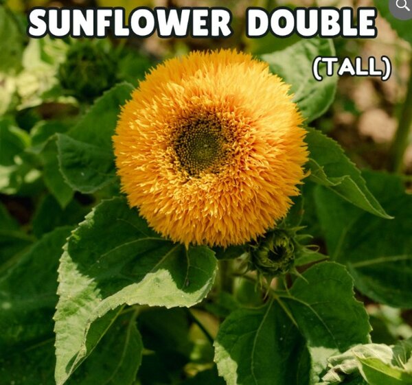 Sunflower Seeds – Double (Tall) (SUMMER)