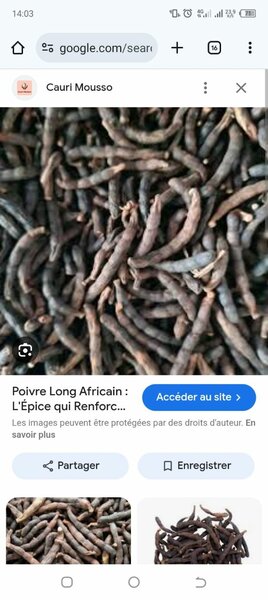 Phyllanthus Amarus et Épices