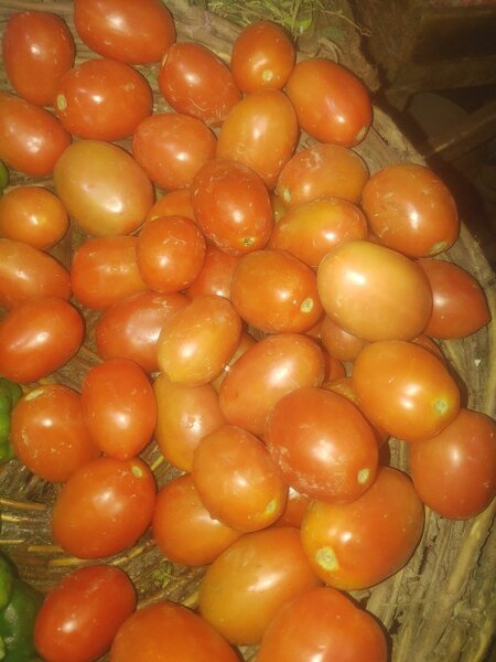 Tamato-1kg