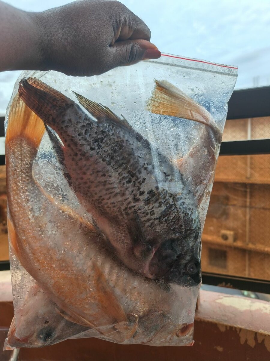 Poisson frais nettoyé kit de 3