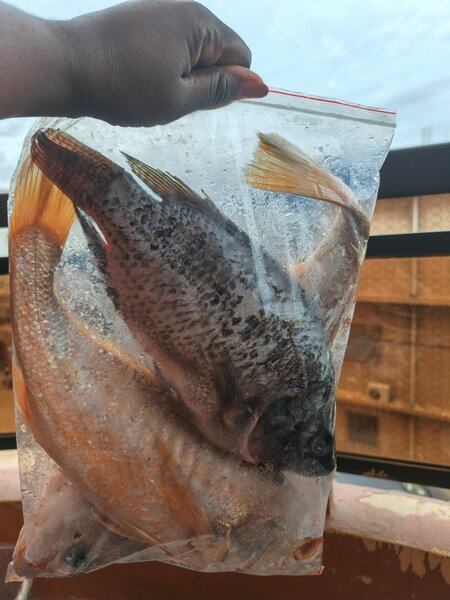 Poisson frais nettoyé kit de 3