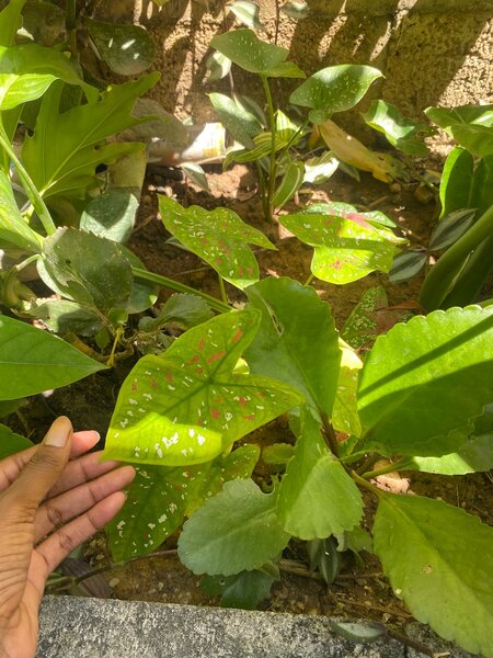 Florida clown (Caladium Bicolor Polka Dot)