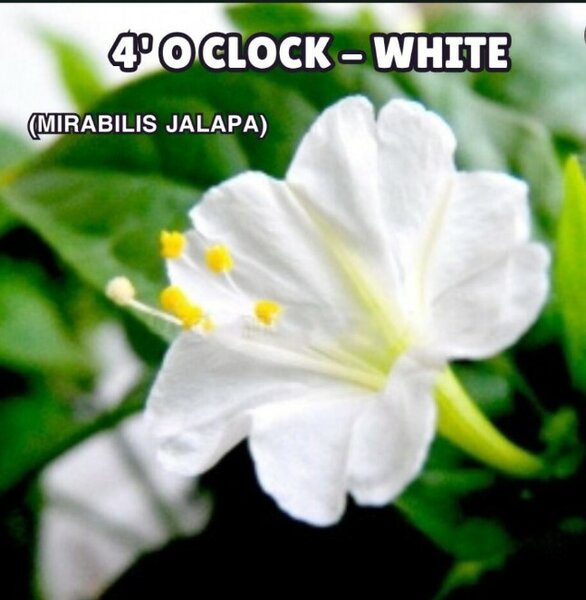 4′ O Clock , Mirabilis Jalapa, Seeds (White)
