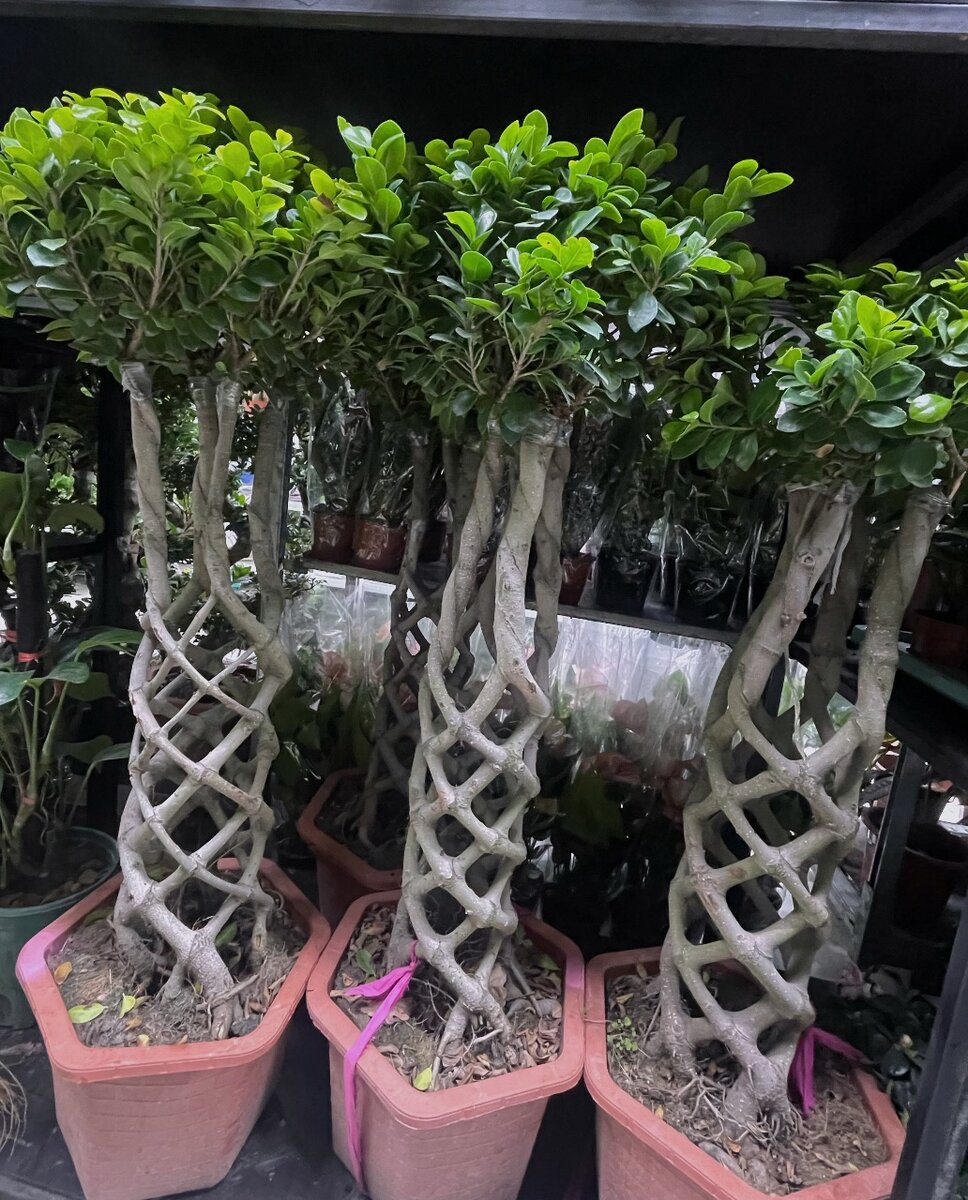 Плетенный бонсай