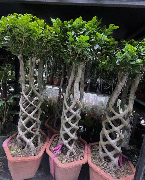 Плетенный бонсай