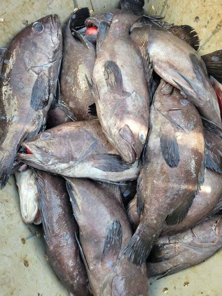 Merou thiof ( merou senegalais