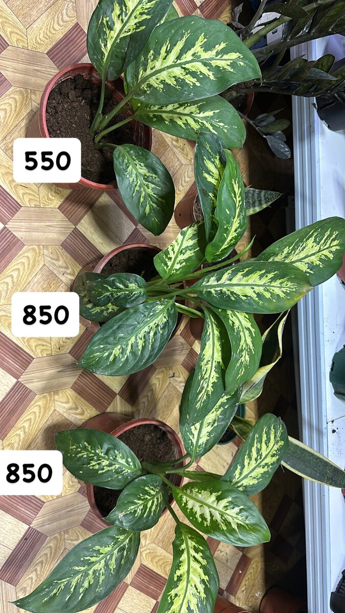 Диффенбахия