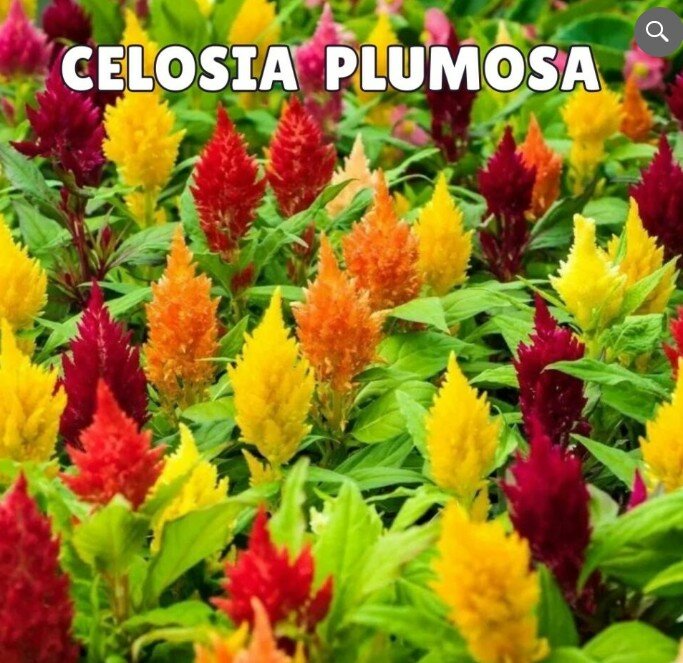 Celosia Plumosa (Summer)
