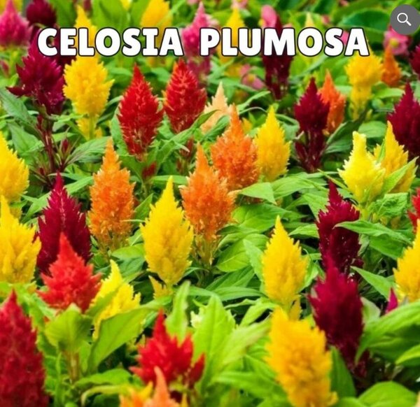 Celosia Plumosa (Summer)
