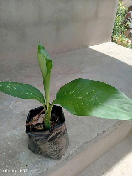 plantes vertes d'intérieur