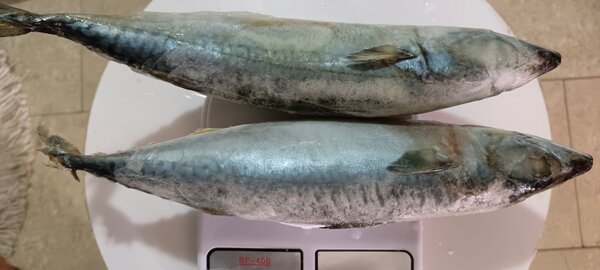 Maquereau frais délicieux 1kl