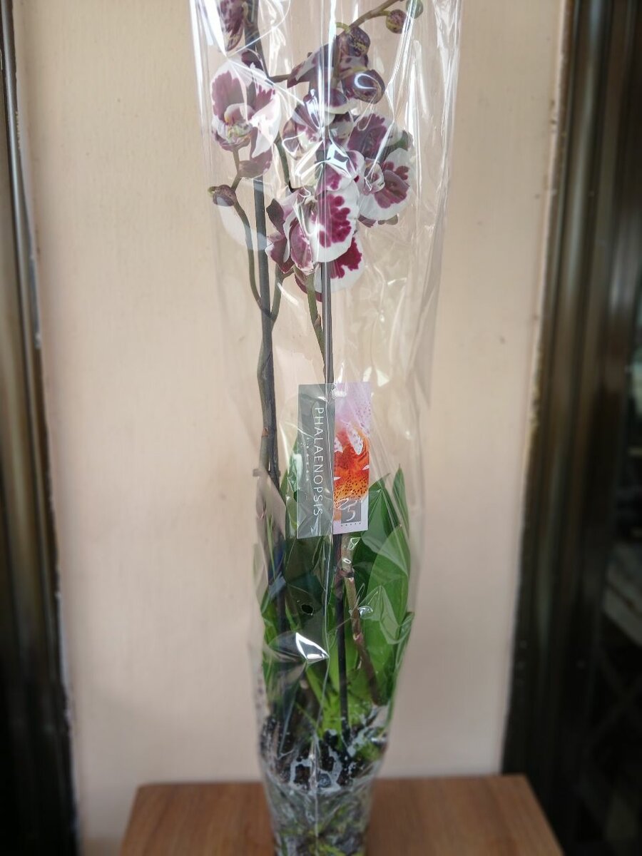 Phalaenopsis Orchids