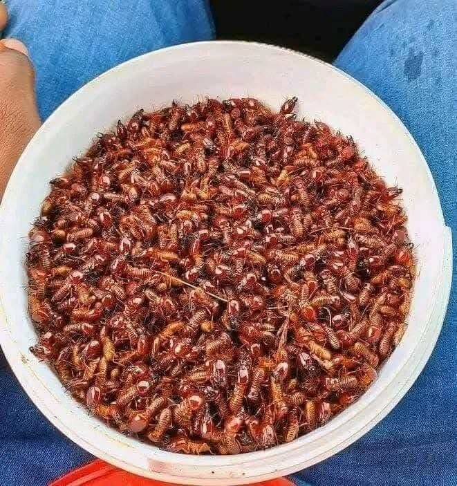 ÉPHÉMÈRES (TERMITES AILLES)