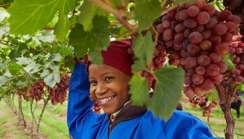 Jumbo Grapes Seedlings