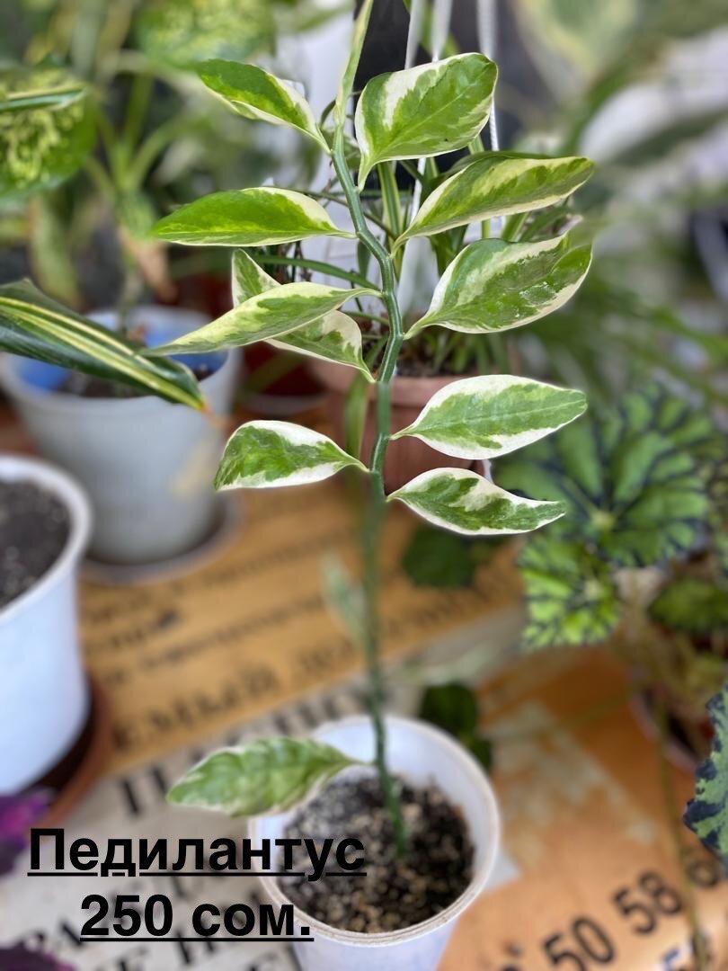 Комнатные цветы г Ош