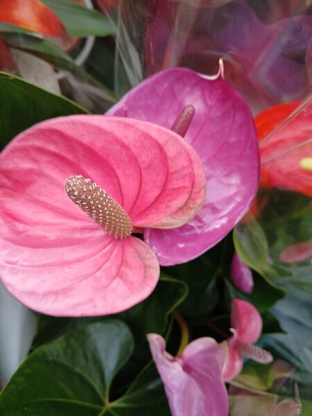 Anthurium