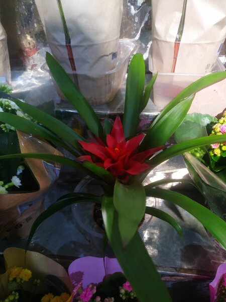 Материнское сердце