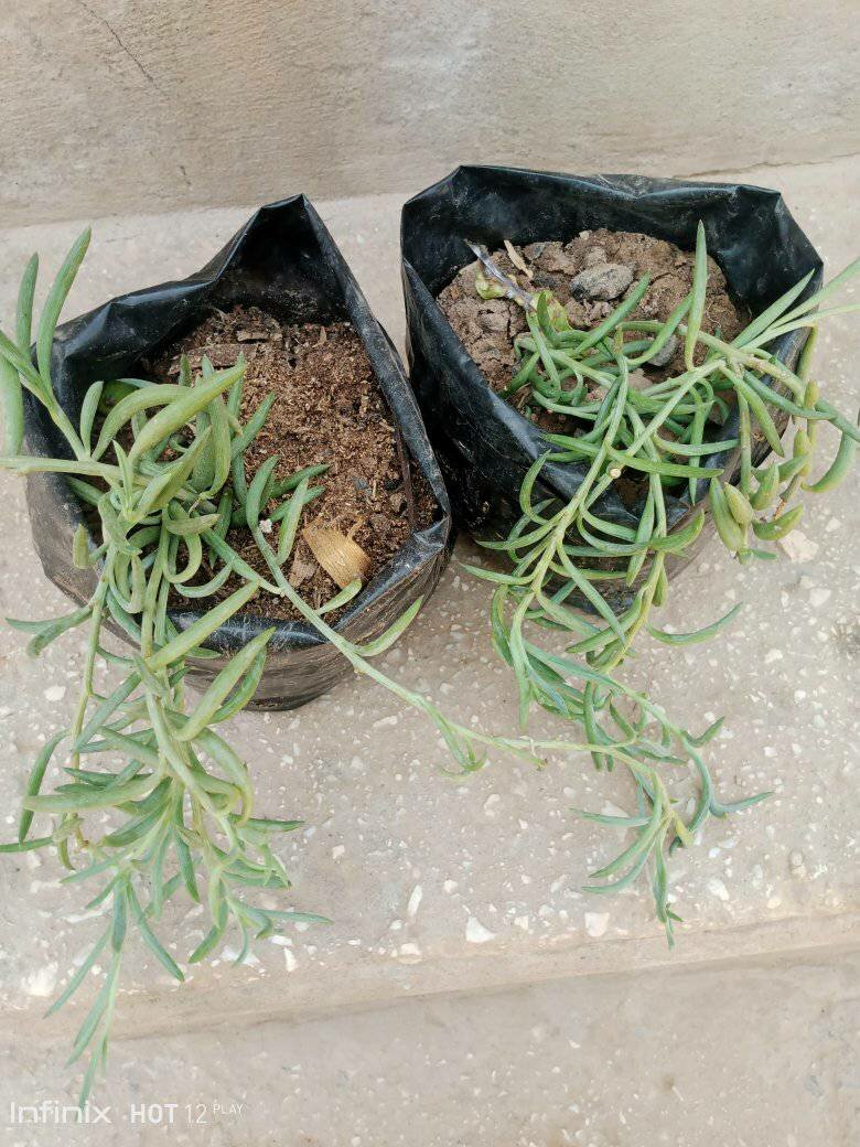 plantes vertes d'intérieur