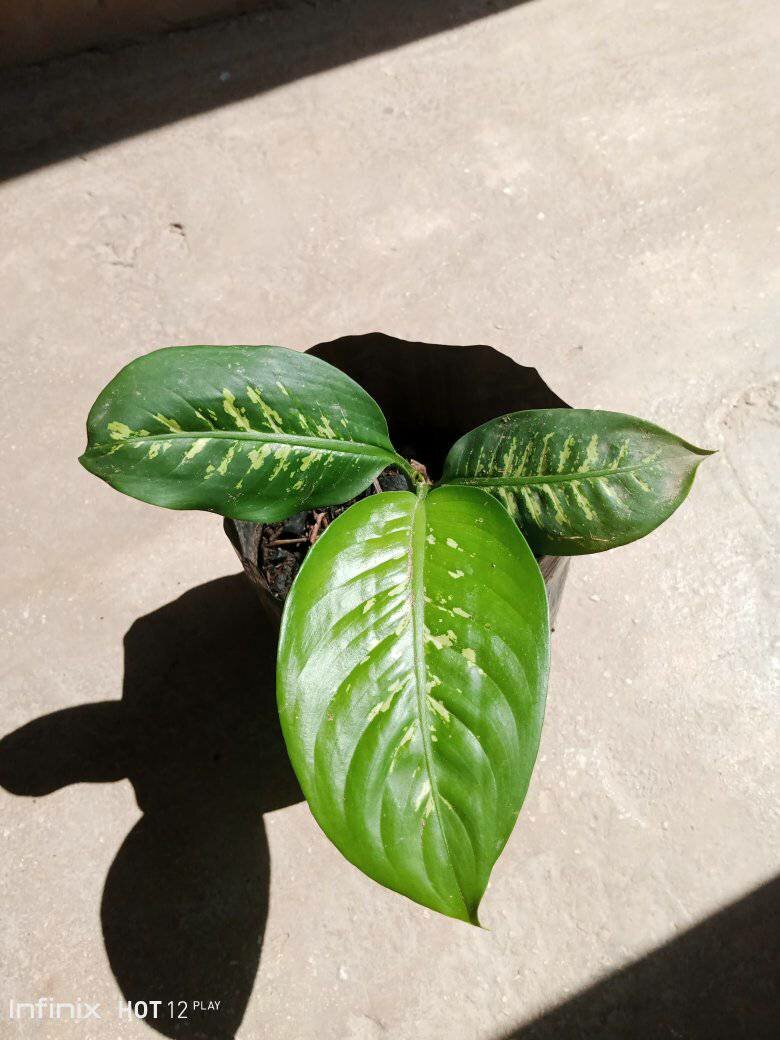 plantes vertes d'intérieur