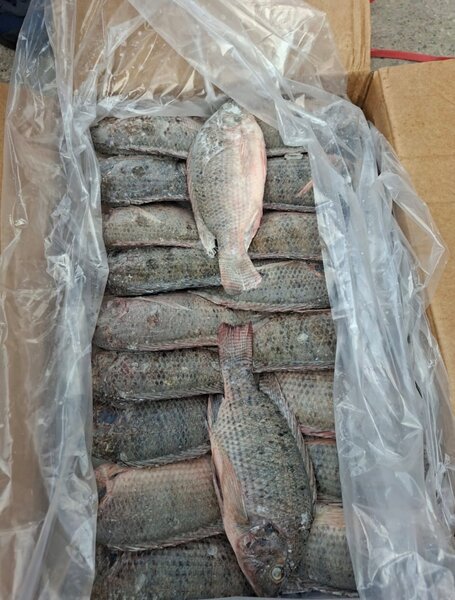 Poissons Frais et Tilapia