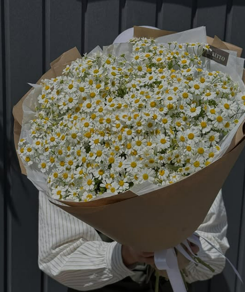 Кустовые ромашки