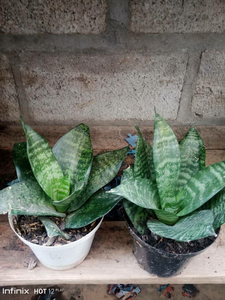 plantes vertes d'intérieur