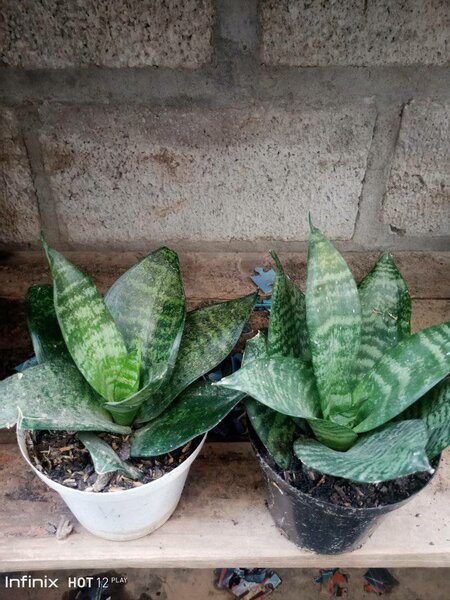 plantes vertes d'intérieur