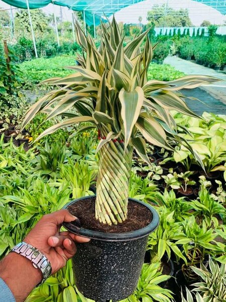 Lucky bamboo