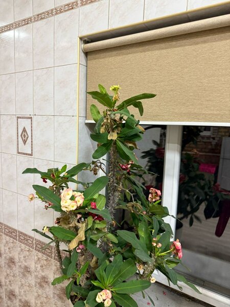 Молочай Миля