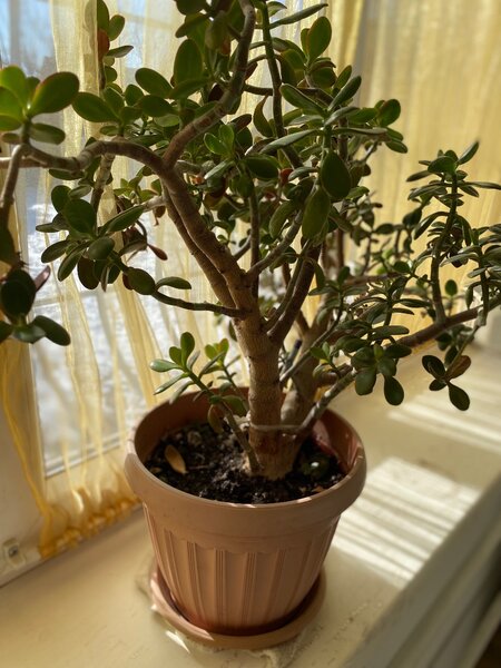 Живое дерево