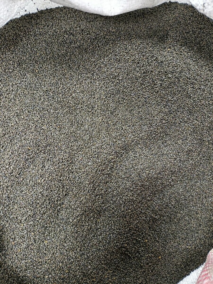 Семена люцерна