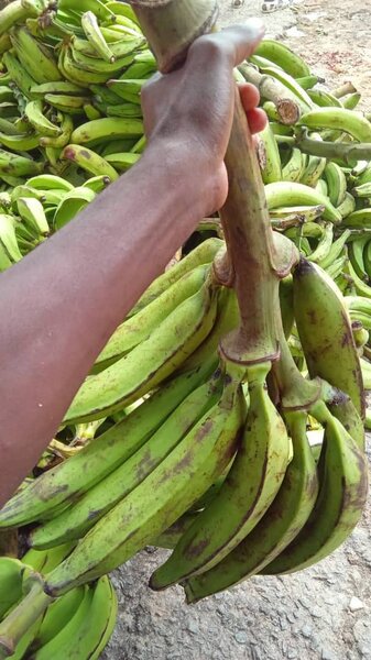 Plantains villageois