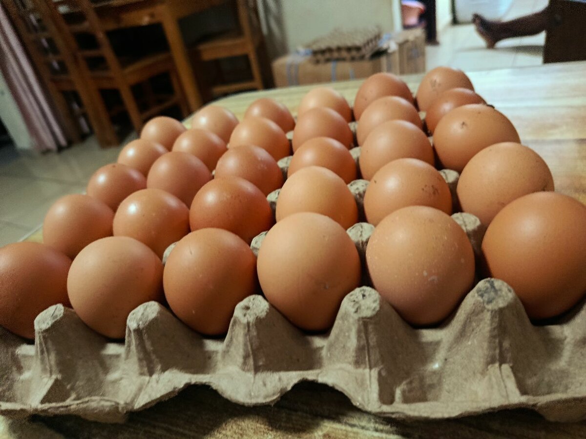 Plaquette de gros oeufs frais