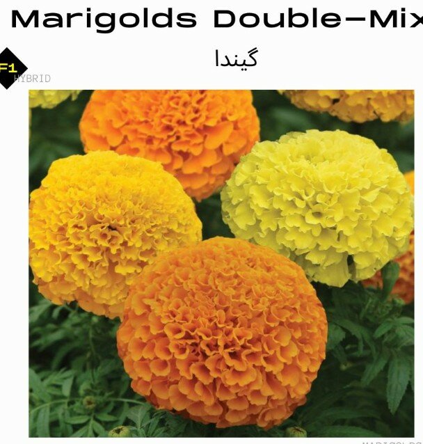 Marigolds Double F1 – Mix (Winter)